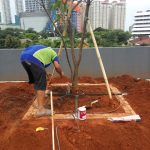 Penanaman Pohon di atas Atap Rumah (Rooftop Garden)